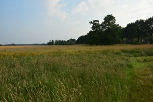 aan het Loo, Taarlo